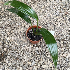 Epipremnum amplissimum