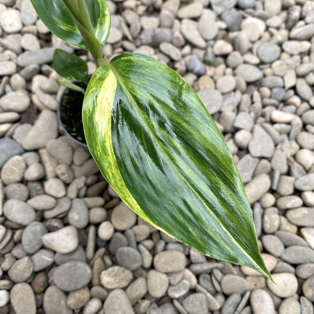 Alpinia zerumbet variegata