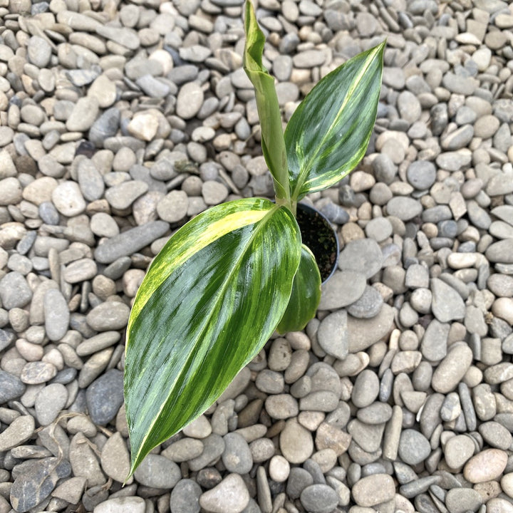 Alpinia zerumbet variegata