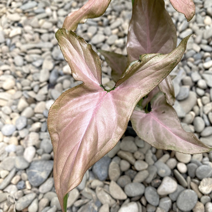 Syngonium Pink Allusion