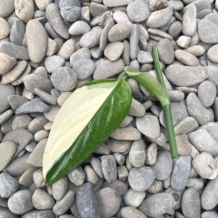 Cuttings Monstera Standleyana ‘Albo Variegata’ (neinradacinat)