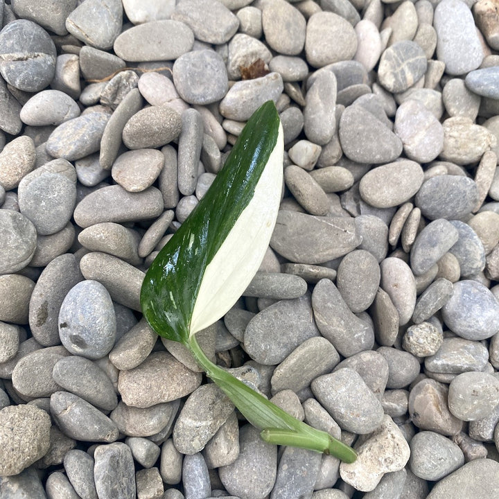 Cuttings Monstera Standleyana ‘Albo Variegata’ (neinradacinat)