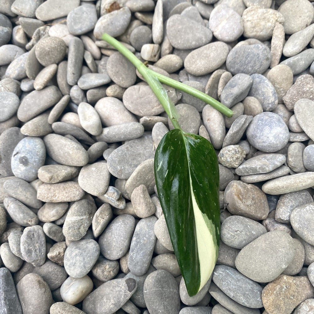 Stecklinge Monstera Standleyana 'Albo Variegata' (nicht bewurzelt) – Secret  Garden Plant Shop