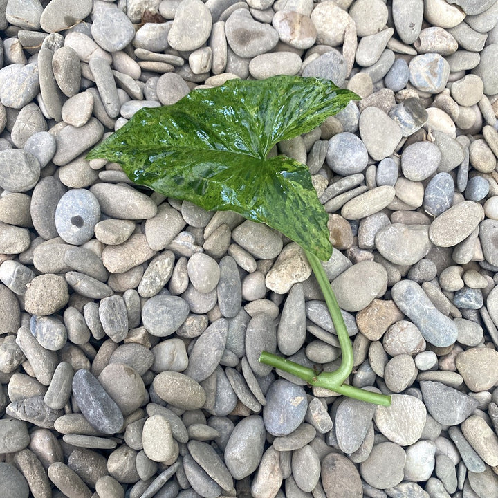 Cuttings (butasi) de Syngonium podophyllum Mottled 'Mojito' proaspat recoltati.