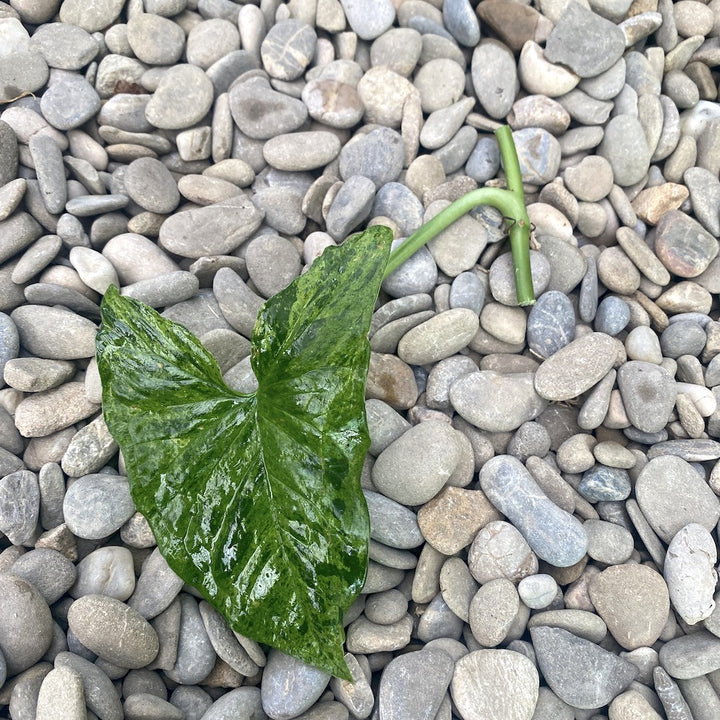 Cuttings (butasi) de Syngonium podophyllum Mottled 'Mojito' proaspat recoltati.