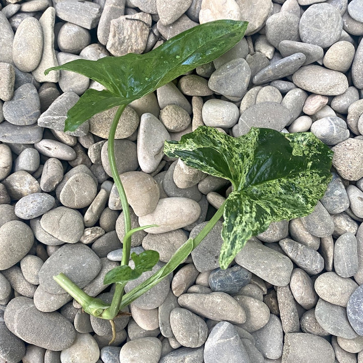 Cuttings (butasi) de Syngonium podophyllum Mottled 'Mojito' proaspat recoltati.