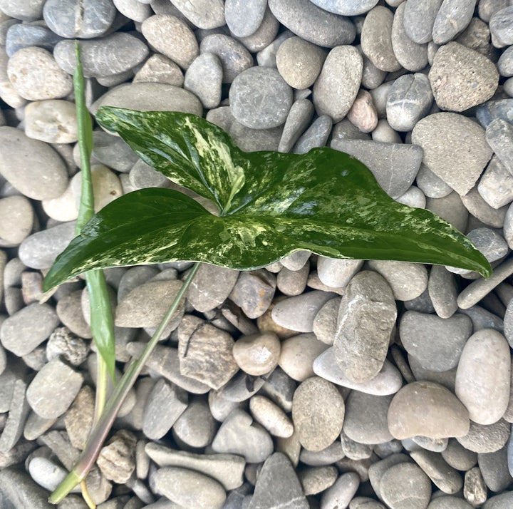 Cuttings Syngonium podophyllum 'Variegata' (neinradacinat)