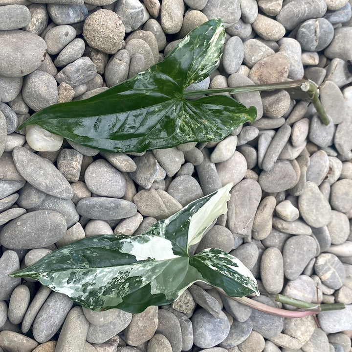 Cuttings Syngonium podophyllum 'Variegata' (neinradacinat)