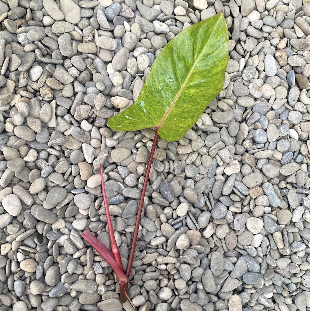Cuttings Philodendron Painted Lady (neinradacinat)