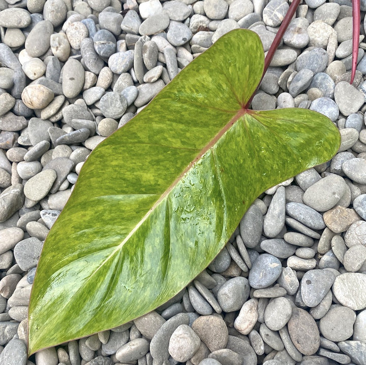 Cuttings Philodendron Painted Lady (neinradacinat)