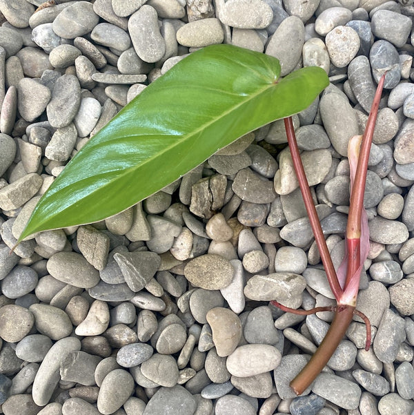 Cuttings Philodendron Red Emerald (neinradacinat)