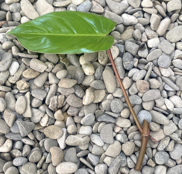 Cuttings Philodendron Red Emerald (neinradacinat)