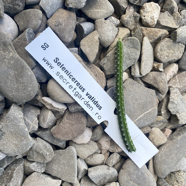 Butasi cactusi/suculente neinradacinati - unrooted cuttings