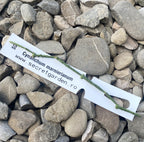 Butasi cactusi/suculente neinradacinati - unrooted cuttings