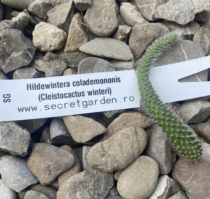 Butasi cactusi/suculente neinradacinati - unrooted cuttings