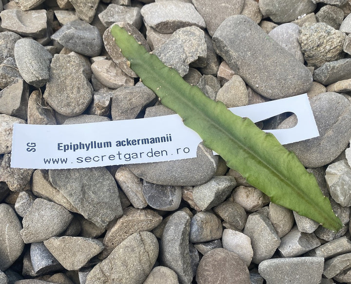 Butasi Epiphyllum neinradacinati