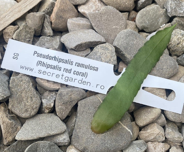 Butasi Rhipsalis neinradacinati - unrooted cuttings