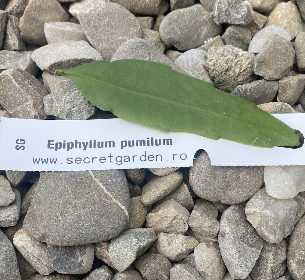 Butasi Epiphyllum neinradacinati