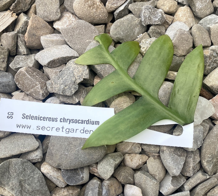 Butasi cactusi/suculente neinradacinati - unrooted cuttings