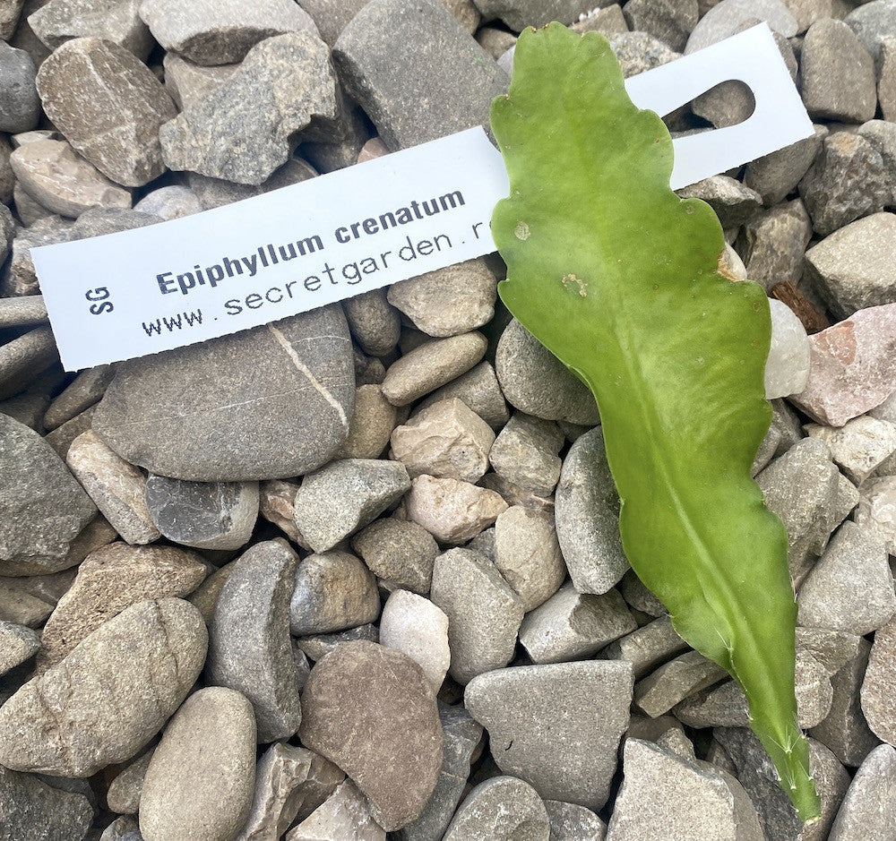 Butasi Epiphyllum neinradacinati