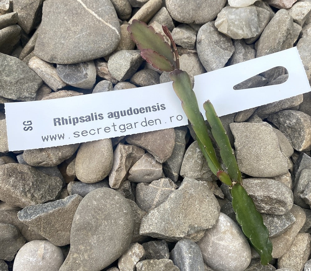 Butasi Rhipsalis neinradacinati - unrooted cuttings