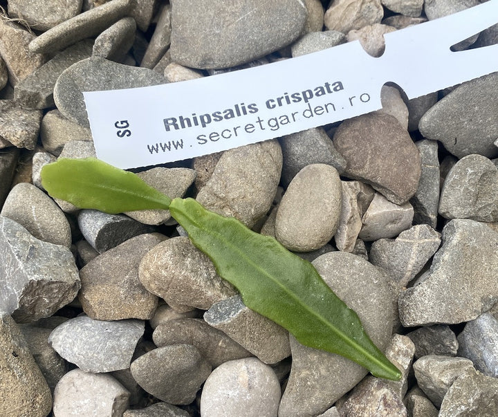 Butasi Rhipsalis neinradacinati - unrooted cuttings