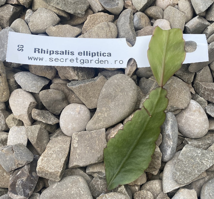 Butasi Rhipsalis neinradacinati - unrooted cuttings