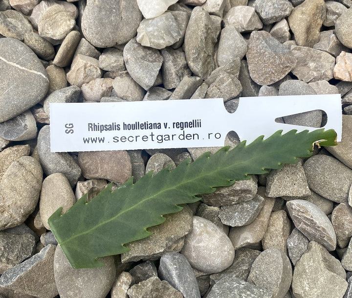 Butasi Rhipsalis neinradacinati - unrooted cuttings