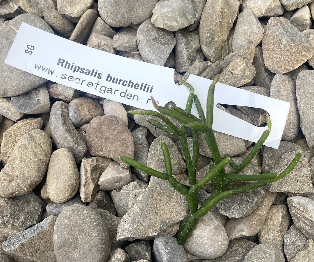Butasi Rhipsalis neinradacinati - unrooted cuttings