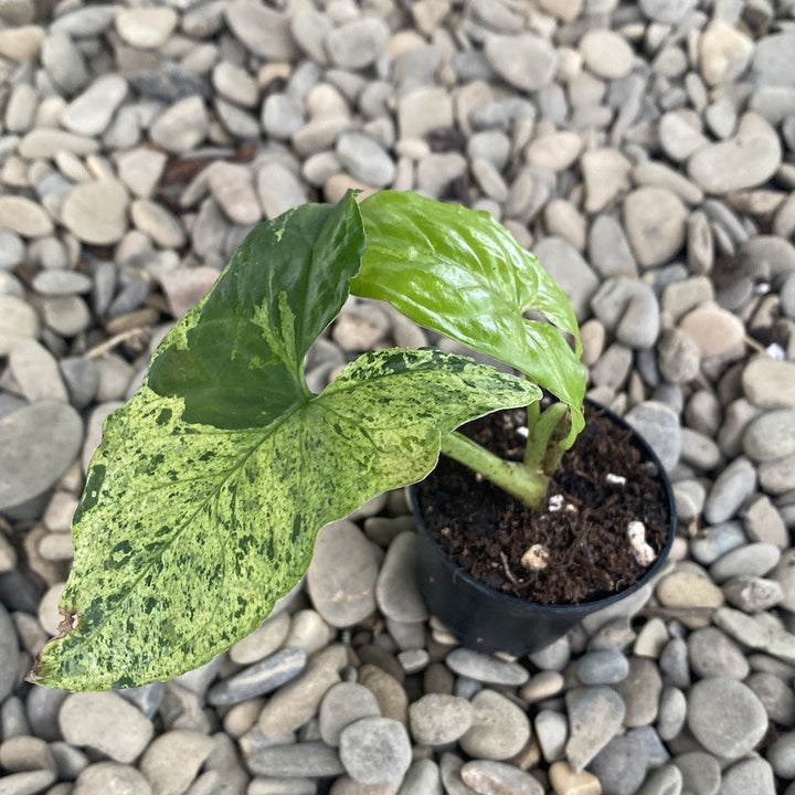 Syngonium podophyllum Mottled 'Mojito' *babyplant