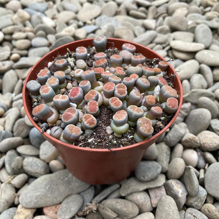 Lithops XL ("pietre vii")