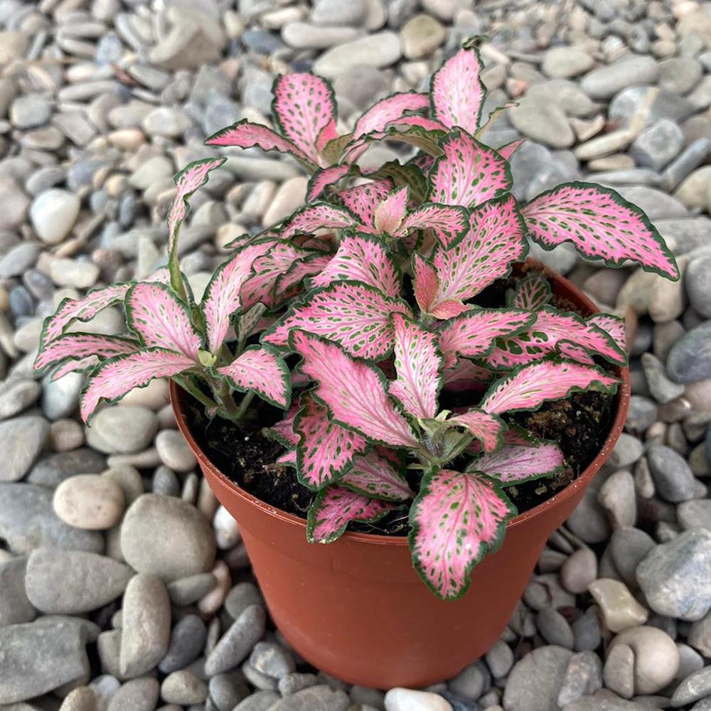 Fittonia Mosaic Pink Forest Flame, planta mozaic