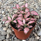 Fittonia Mosaic Pink Forest Flame, planta mozaic