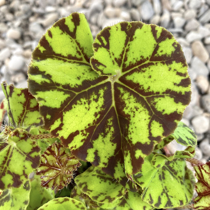 Begonia boweri Tiger mini