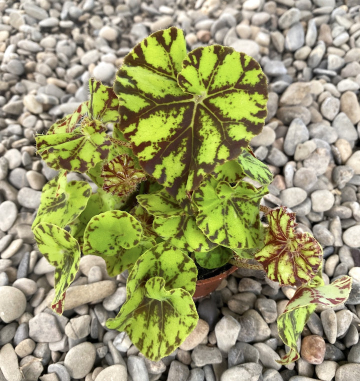 Begonia boweri Tiger mini