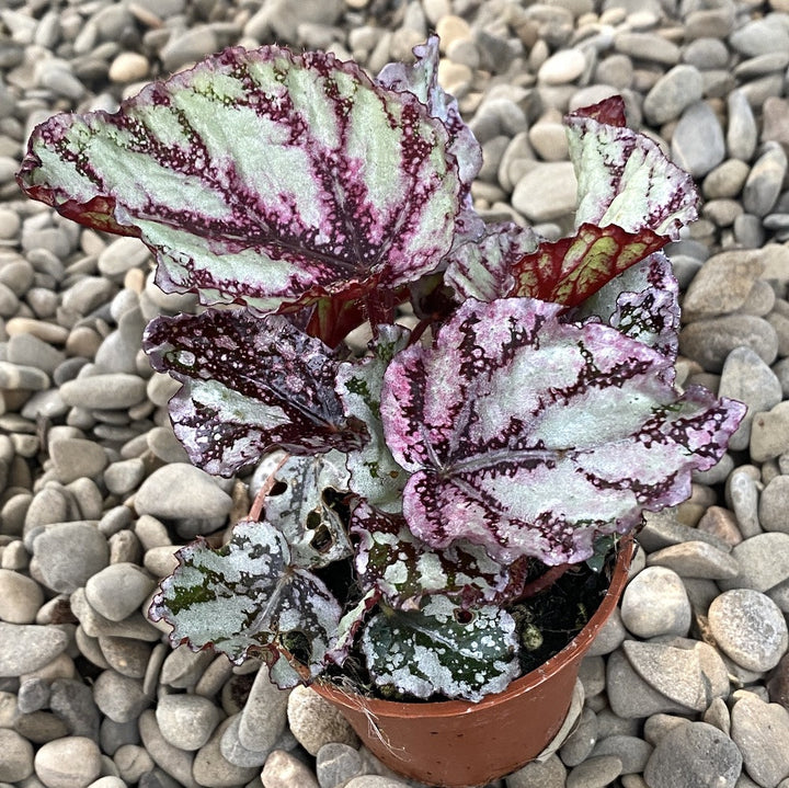 Begonia Magic Colours Pink