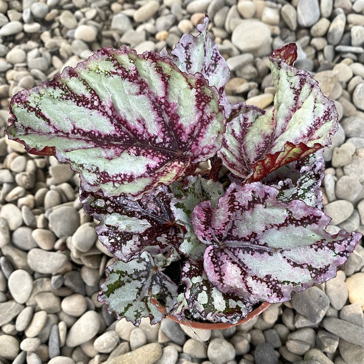 Begonia Magic Colours Pink