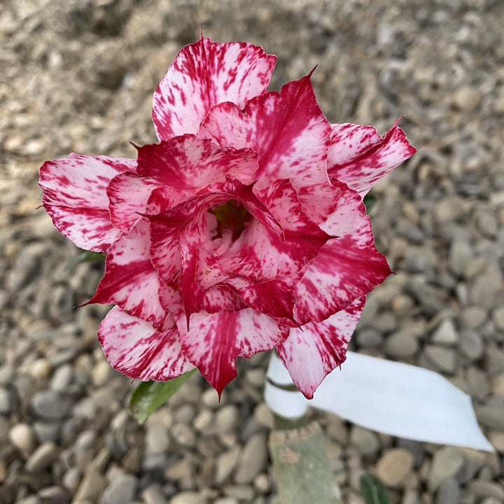 Adenium Obesum 'Smoke'