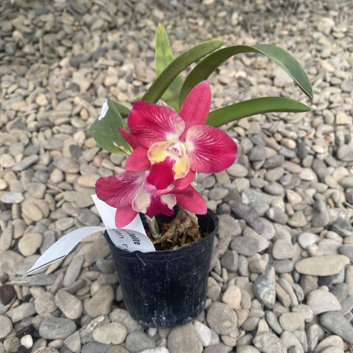 Cattleya Cosmic Delite