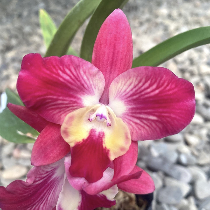 Cattleya Cosmic Delite