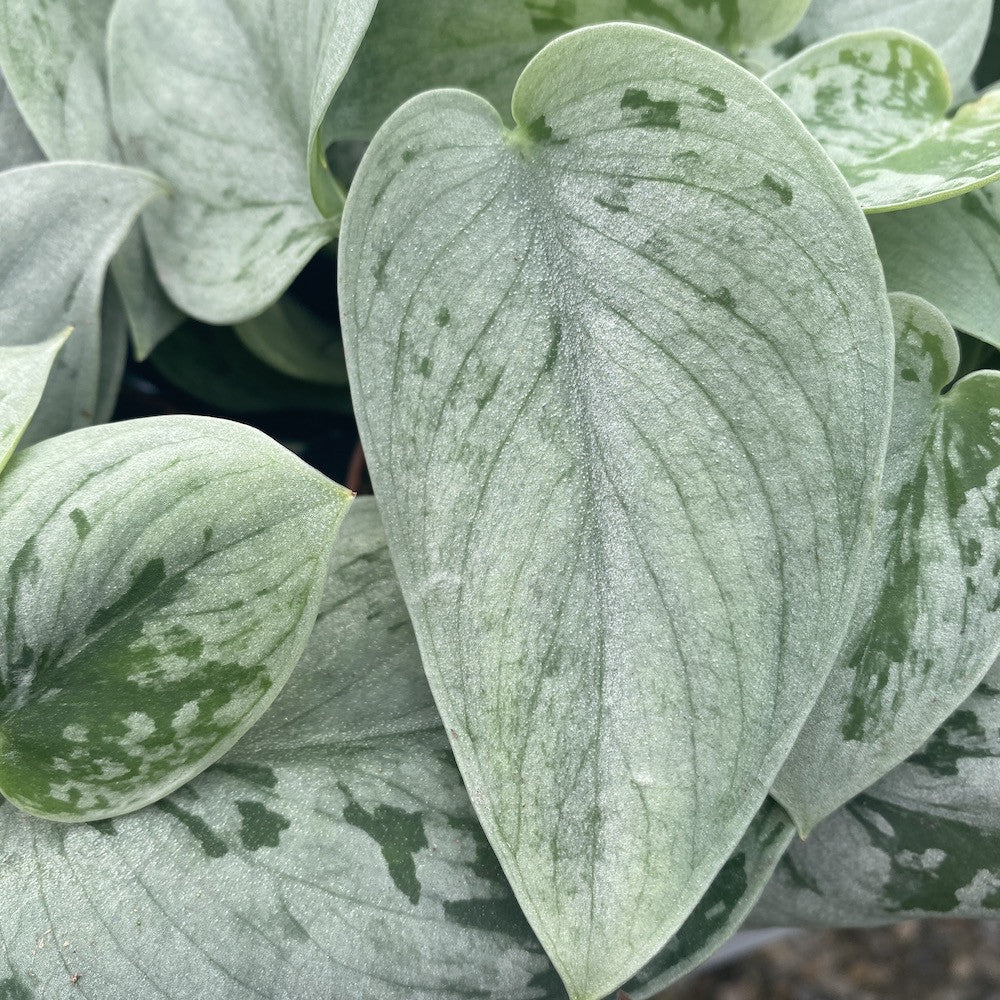 Scindapsus pictus 'Silvery Ann' (7-8 plante/ghiveci)