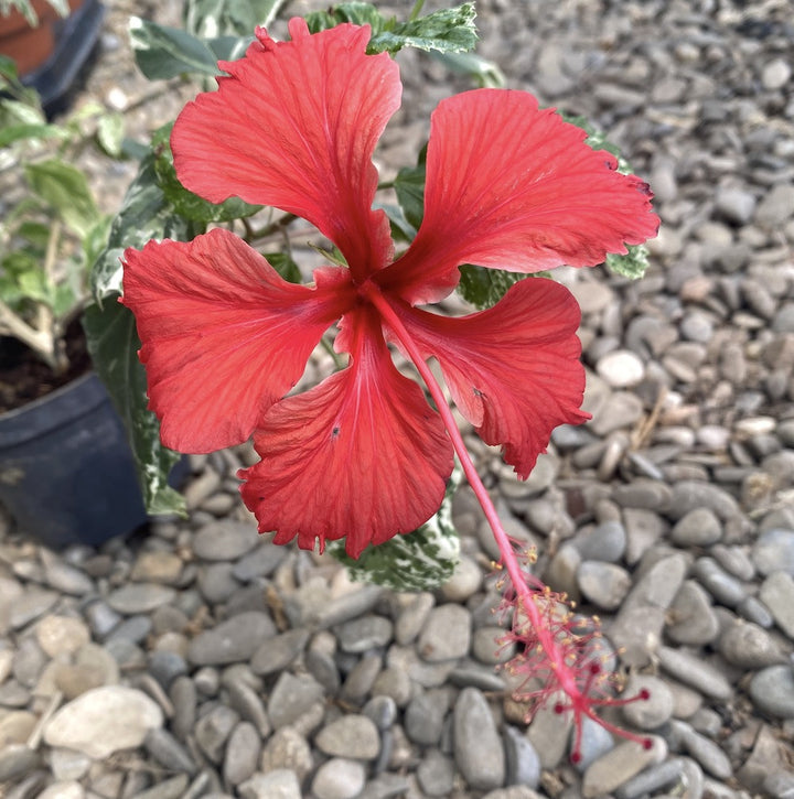 Hibiscus variegat rosa-sinensis var. cooperi 'Snowflake', 'Snow Queen'