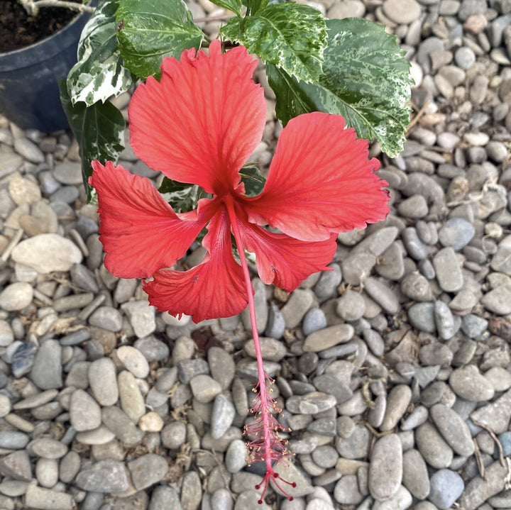 Hibiscus variegat rosa-sinensis var. cooperi 'Snowflake', 'Snow Queen'