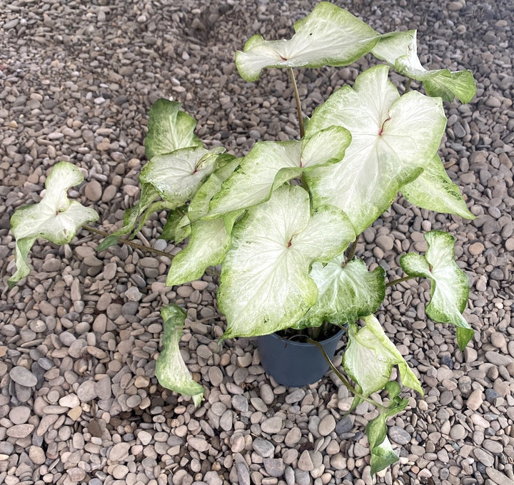 Caladium White Pearl