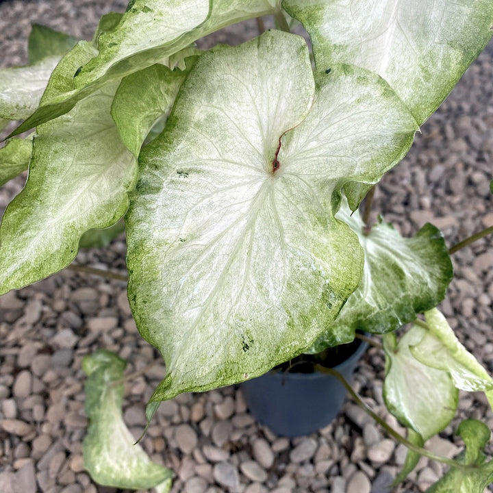 Caladium White Pearl