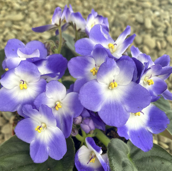 Violete bicolore Trendy Blue - Saintpaulia
