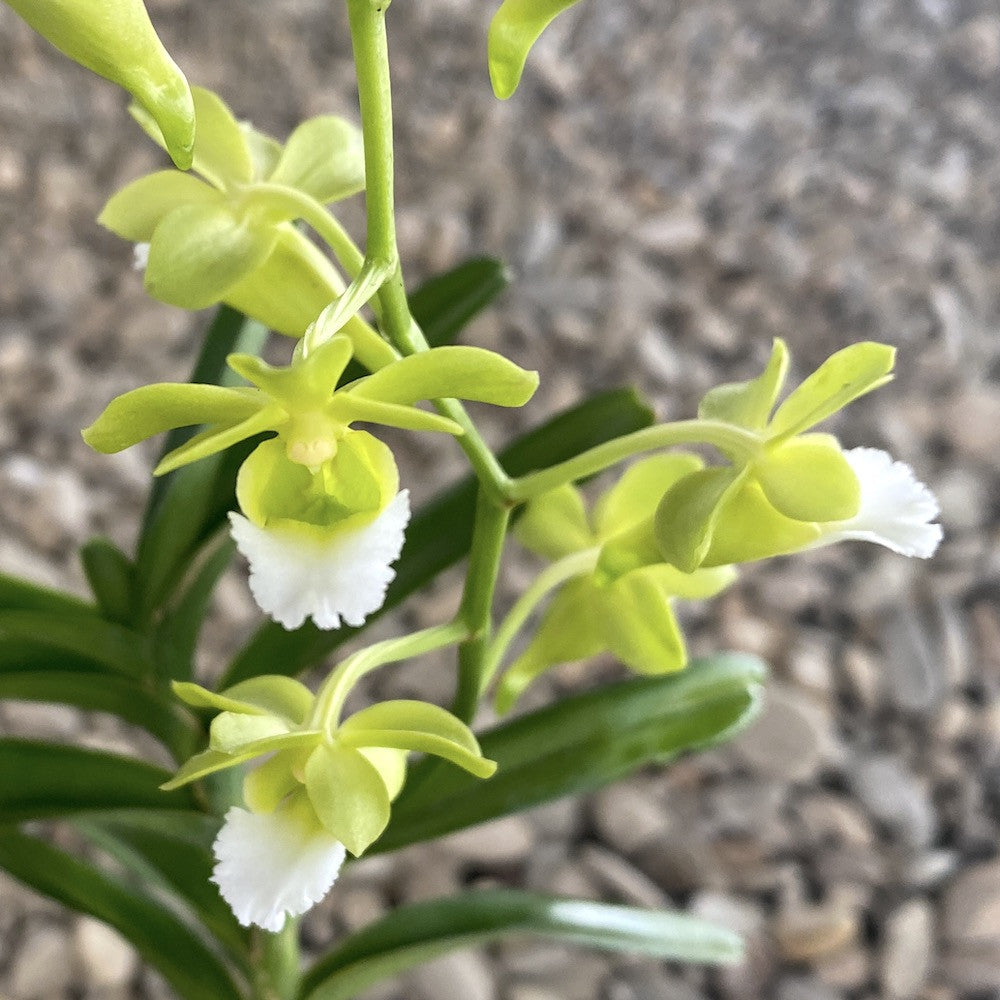 Orhidee Vanda Christensonia Vietnamica