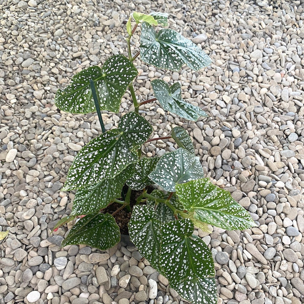 Begonia albo-picta 'Rosea' (Guinea-wing begonia 'Rosea')