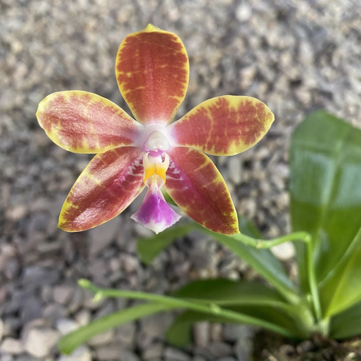 Phalaenopsis venosa × pulchra