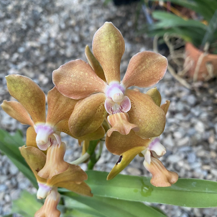 Papilionanda Batram (Papilionanda Mimi Palmer × Vanda denisoniana)